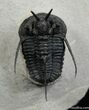Devil Horned Cyphaspis Trilobite - Great Spines #475-6